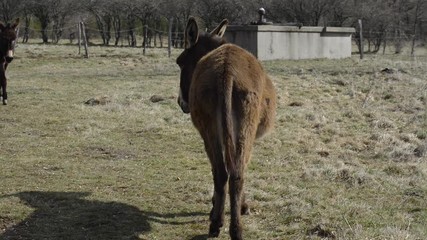 deux ânes dans un pré