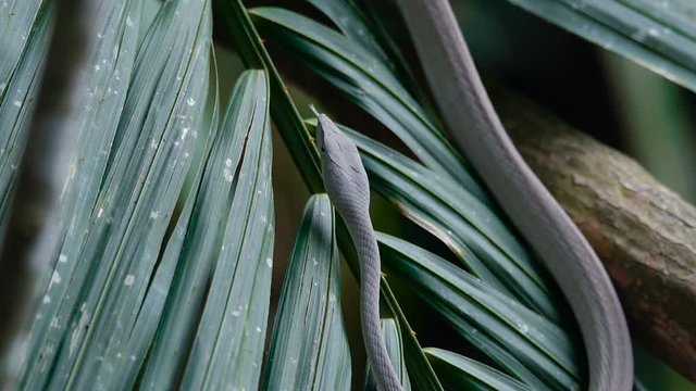 Close Up video - Asian Vine Snake Ahaetulla prasina lies on a tree branchover the river. White morph at Khao Yai National Park. Slow motion.