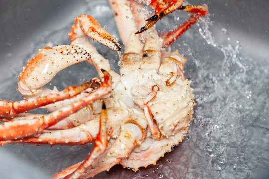 Closeup fresh red big blue kamchatka crab in sink with water is preparing to carve. Concept useful diet seafood in menu, chef premium restaurant preparing crab for serving dish for guests, clients