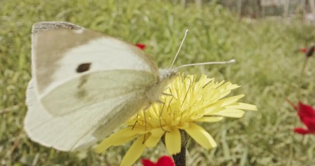 Pollination - Special macro shot of a Butterfly on a flower drinking nectar