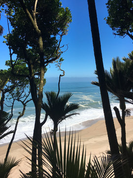 View of Beach and Nikau Palms from Heaphy Track, West Coast, New Zealand