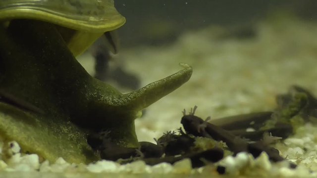 Grasfroschkaulquappe und Wasserschnecke