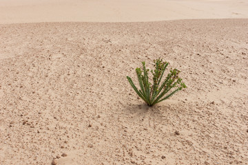 Single plant in the sand in the desert