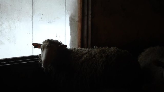 Portrait of adorable brown sheep lick the window. Funny sheep on a farm in village country.