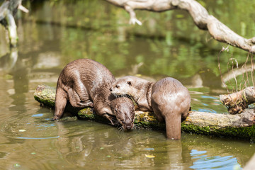 A pair of Asian Short-Clawed Otters