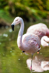 A Chilean Flamingo
