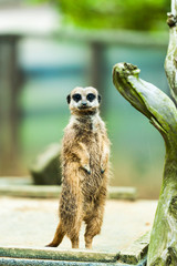 Obraz premium A Meerkat on the look out