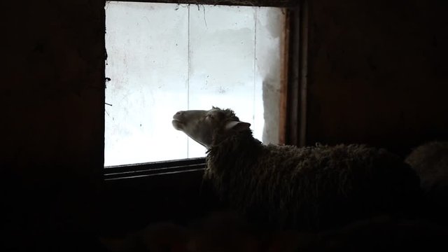 Portrait of adorable brown sheep lick the window. Funny sheep on a farm in village country.