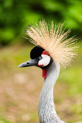 An East African Crested (Crowned) Crane