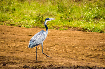 Ash heron walking in the savannah of Nairobi
