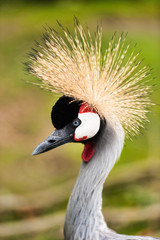 Fototapeta premium An East African Crested (Crowned) Crane
