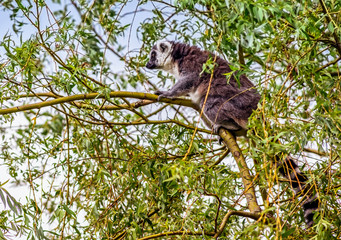 lemurs in a tree