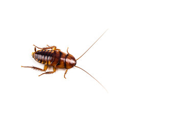 Cockroach on isolated white background