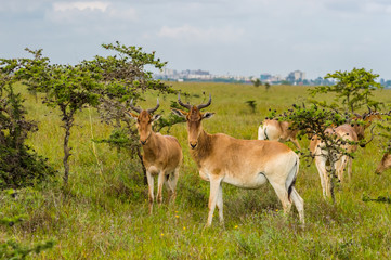 Naklejka na ściany i meble Flock of hirolas grazing in the savannah of Nairobi