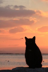 A lonely cat and sunset