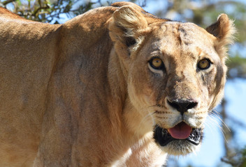 Fototapeta na wymiar Löwin in einem Baum in Kenia 