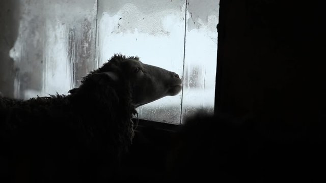 Portrait of adorable brown sheep lick the window. Funny sheep on a farm in village country.
