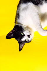 Cropped Shot Of Cat On Yellow Background, Close-Up. Tuxedo Cat On Colorful Background. Animals, Pets Concept.
