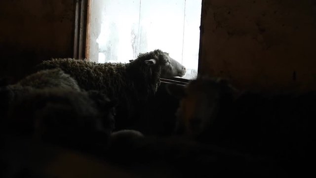 Portrait of adorable brown sheep lick the window. Funny sheep on a farm in village country.