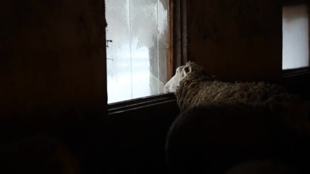 Portrait of adorable brown sheep lick the window. Funny sheep on a farm in village country.