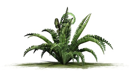 Boston fern in the summer on a green area - isolated on white background