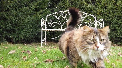 Cat walking towards the camera over grass