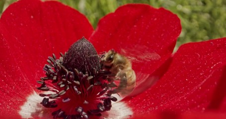 Pollination - Special macro shot of a bee on a flower covered with flower Pollen
