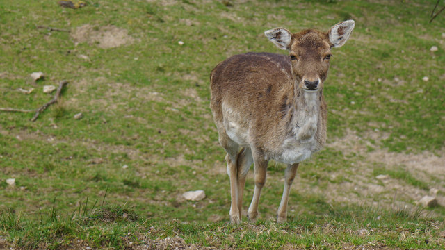 young female deer on meadow looking curious