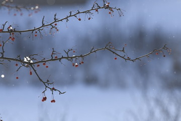 red berries in snow