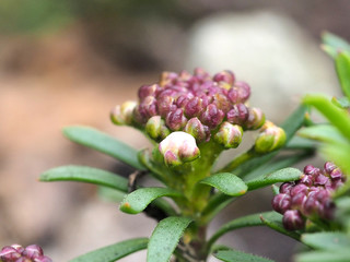 Schleifenblume, Iberis sempervivens is an important plant for Insects during spring time