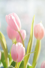 A bouquet of beautiful pink tulips flowers on light background