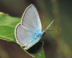 butterfly on leaf
