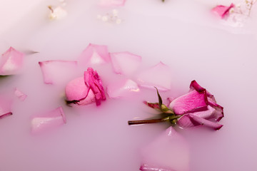 Fleur dans l'eau