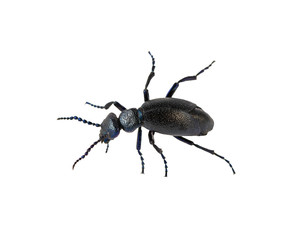 Oil Beetle Black Beetle Creeps Meloe proscarabaeus male M. proscarabaeus on white