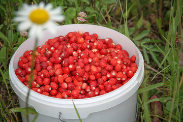 White plastic bucket full of ripe red wood strawberries