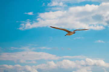 Obraz premium Seagull in the blue sky.