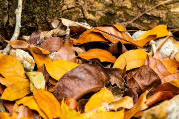 Autum leaves