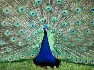 Obraz premium Peacock Peafowl Male Plumage