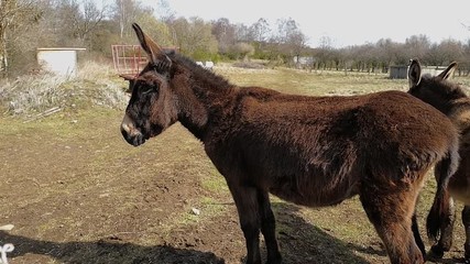 trois ânes dans un pré 