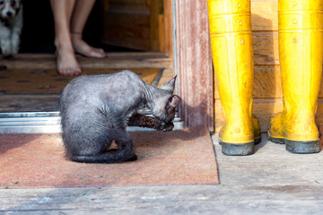 cat washing himself on a doorstep