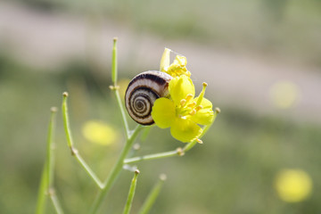 snail on a leaf