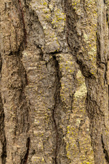 Tree bark