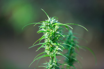 Marijuana leaves, Cannabis on beautiful background.