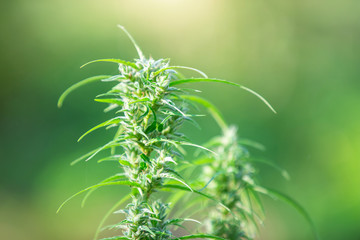 Marijuana leaves, Cannabis on beautiful background.