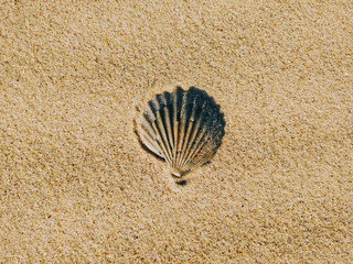shell on the beach