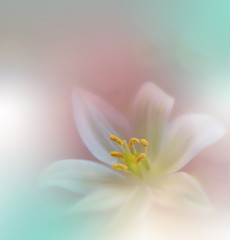 Beautiful Green Nature Background.Colorful Artistic Wallpaper.Natural Macro Photography.Beauty in Nature.Creative Floral Art.Tranquil nature closeup view.Blurred space for your text.Abstract Spring 