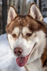 Obraz premium Siberian husky dog portrait on snowy winter forest background. 