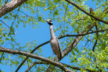 Yellow Crowned Night Heron in tree