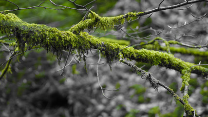 moss covered tree limb