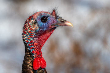 Wild turkey (Meleagris gallopavo) walking in the snow in winter in Michigan.